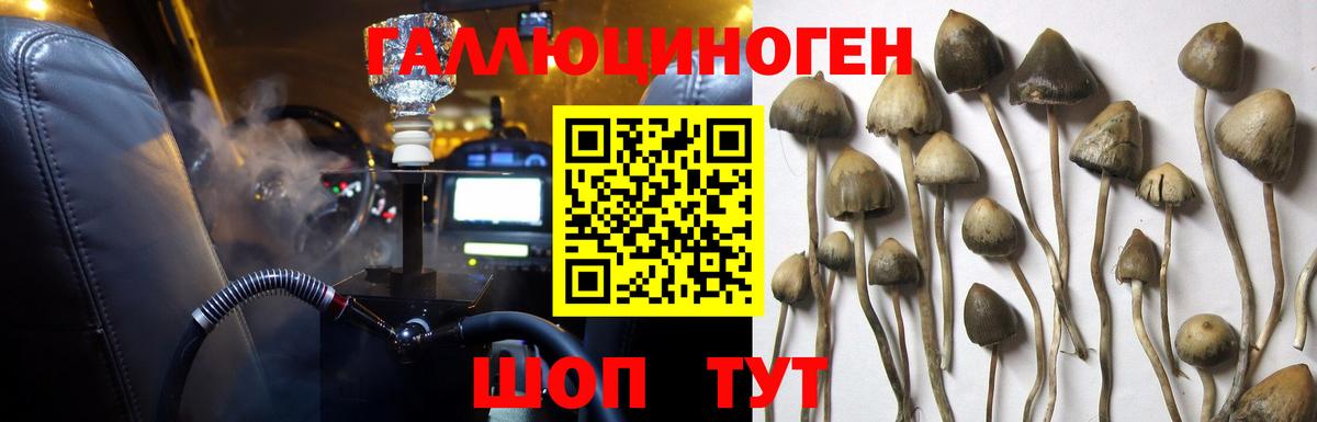 Урус-Мартан  Псилоцибиновые грибы MAGIC MUSHROOMS  что такое наркотик  Вход с VPN 